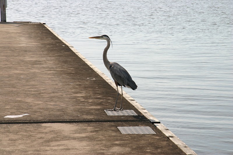 CRW_7873_JFR.JPG - Great Blue Heron