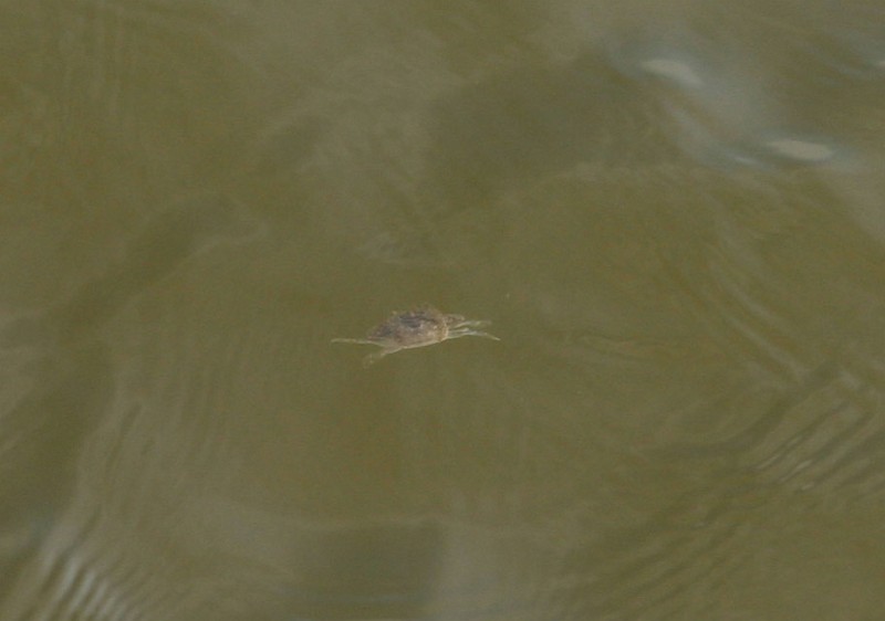 CRW_7877_JFR.JPG - Crab!