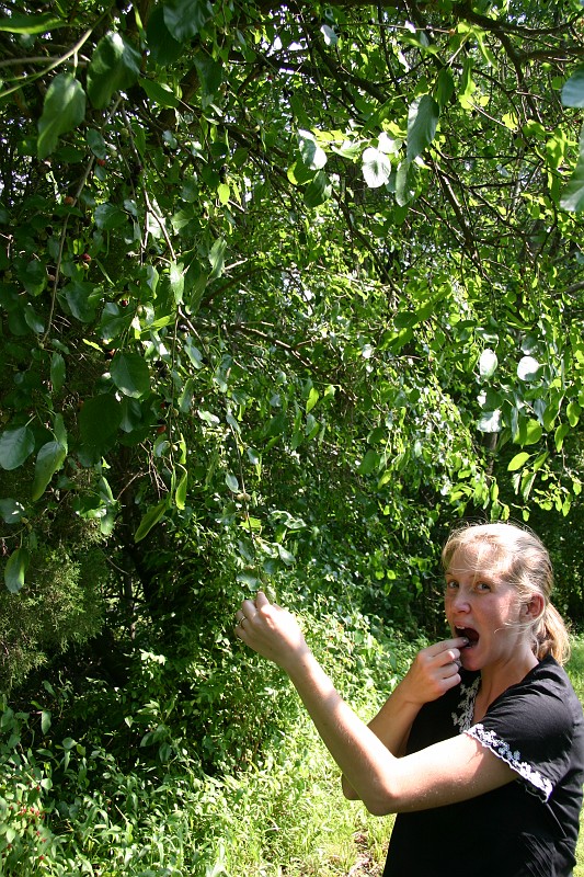 CRW_7972_JFR.JPG - Yum, Mulberries!