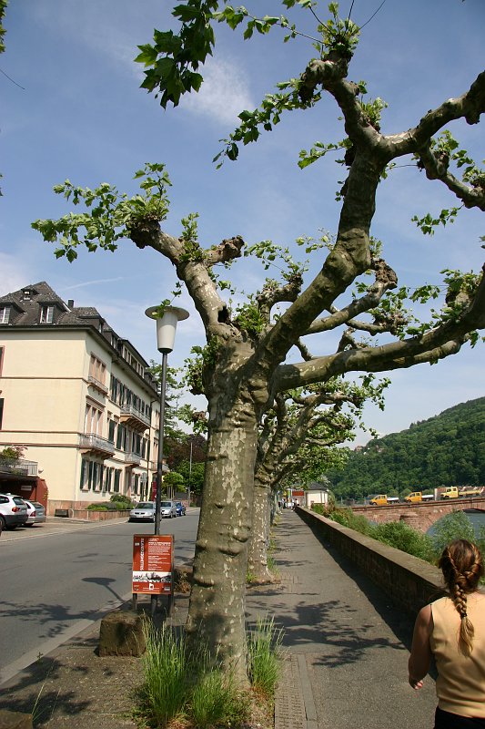 CRW_7658_JFR.JPG - Made it back down from the moutain (the walking trip took about 2.5 hours)