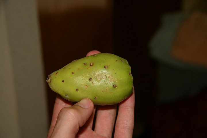 CRW_8375_JFR.JPG - A snack we tried while we were in Mission Texas - A prickly pear!