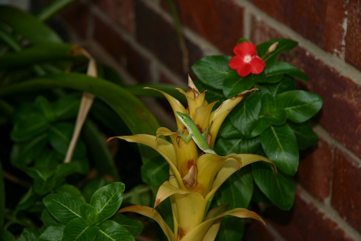 CRW_8421_JFR.JPG - A friendly Anole greeted us when we got back home.
